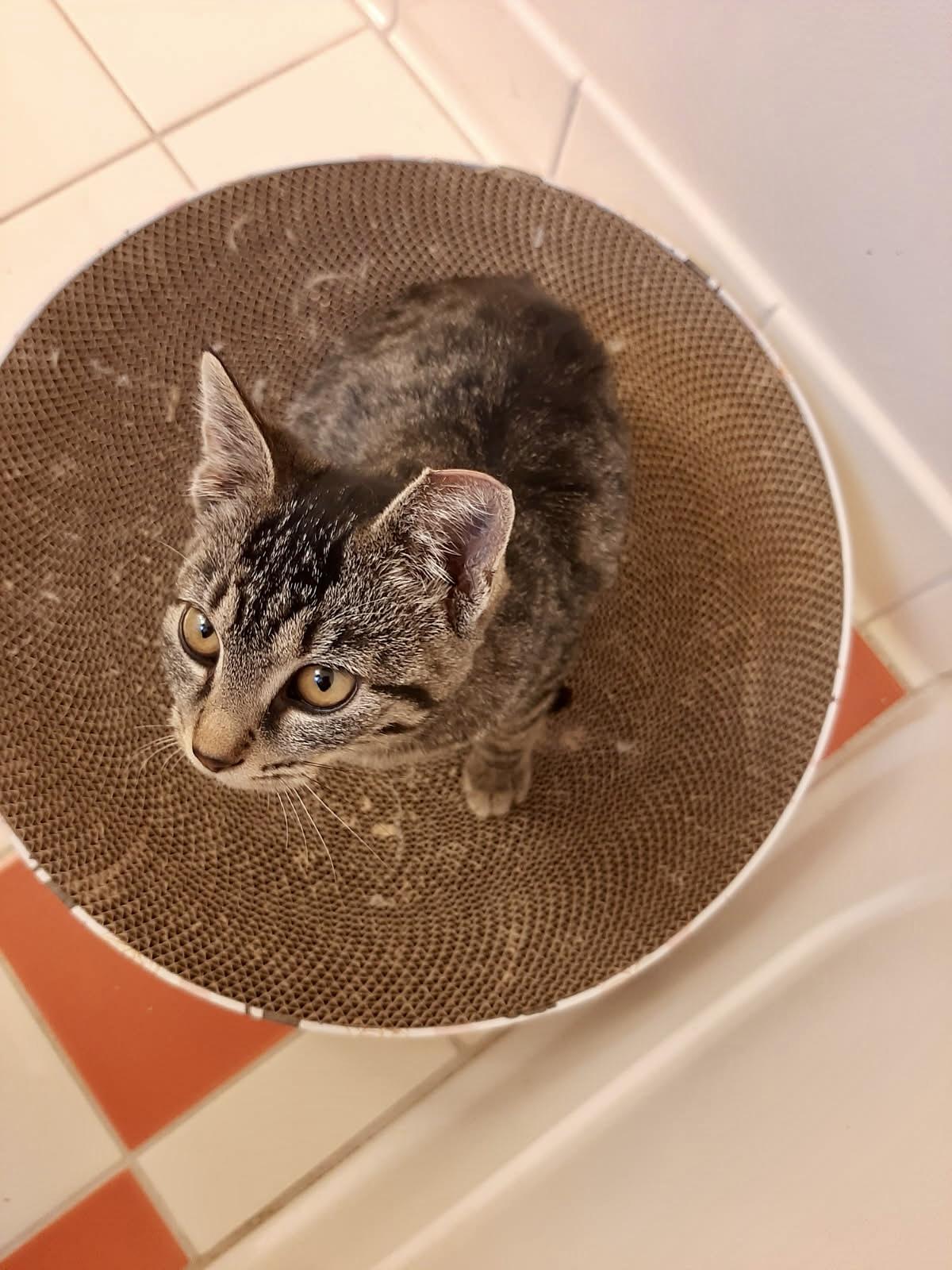 Bella, Adoptable, Kitten Female American Shorthair.