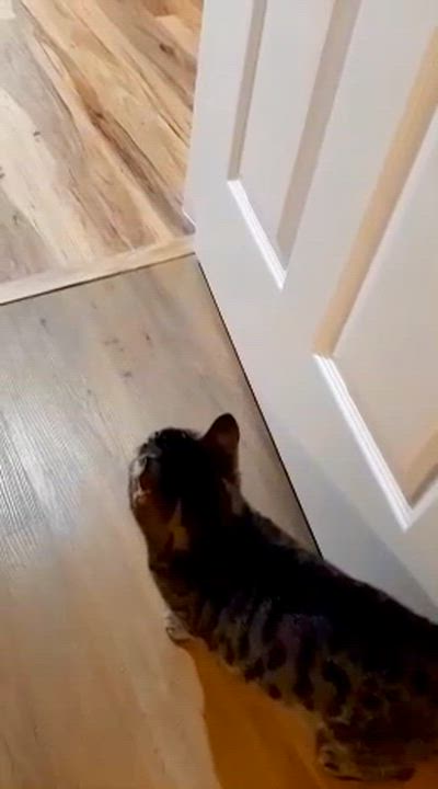 Enlarge Bella, a Adoptable American Shorthair in Elk Grove, CA video 4/4