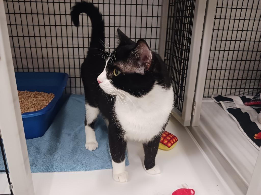 Himbo, a Adoptable mixed breed in Raleigh, NC image 2/2