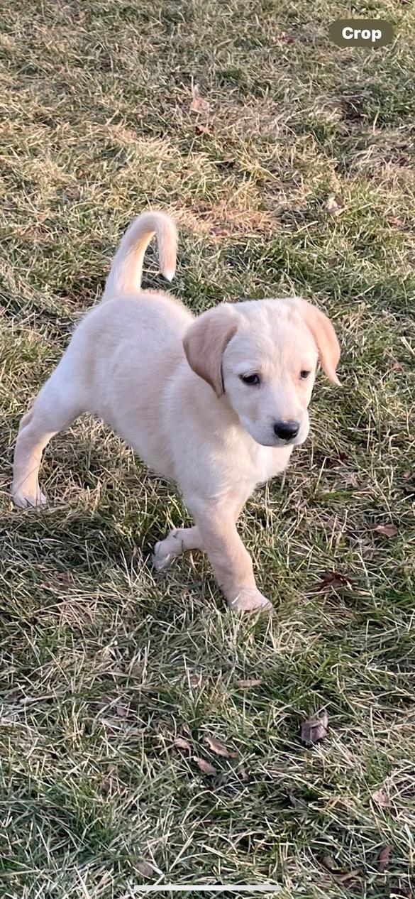 Enlarge River, a ADOPTABLE mixed breed in Lincoln University, PA image 1/2