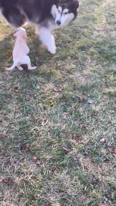 Enlarge River, a ADOPTABLE mixed breed in Lincoln University, PA video 2/2