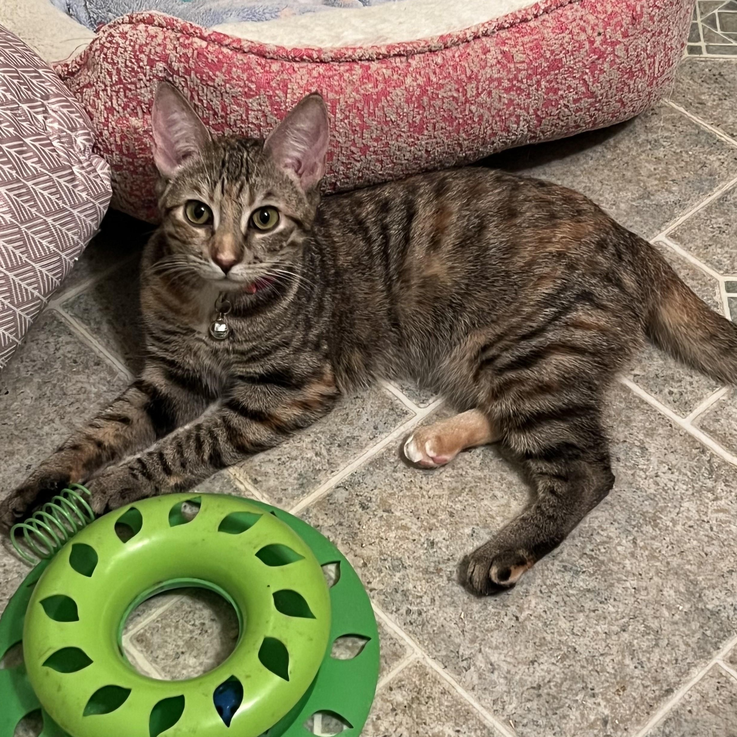 Shy, Young Female Tabby