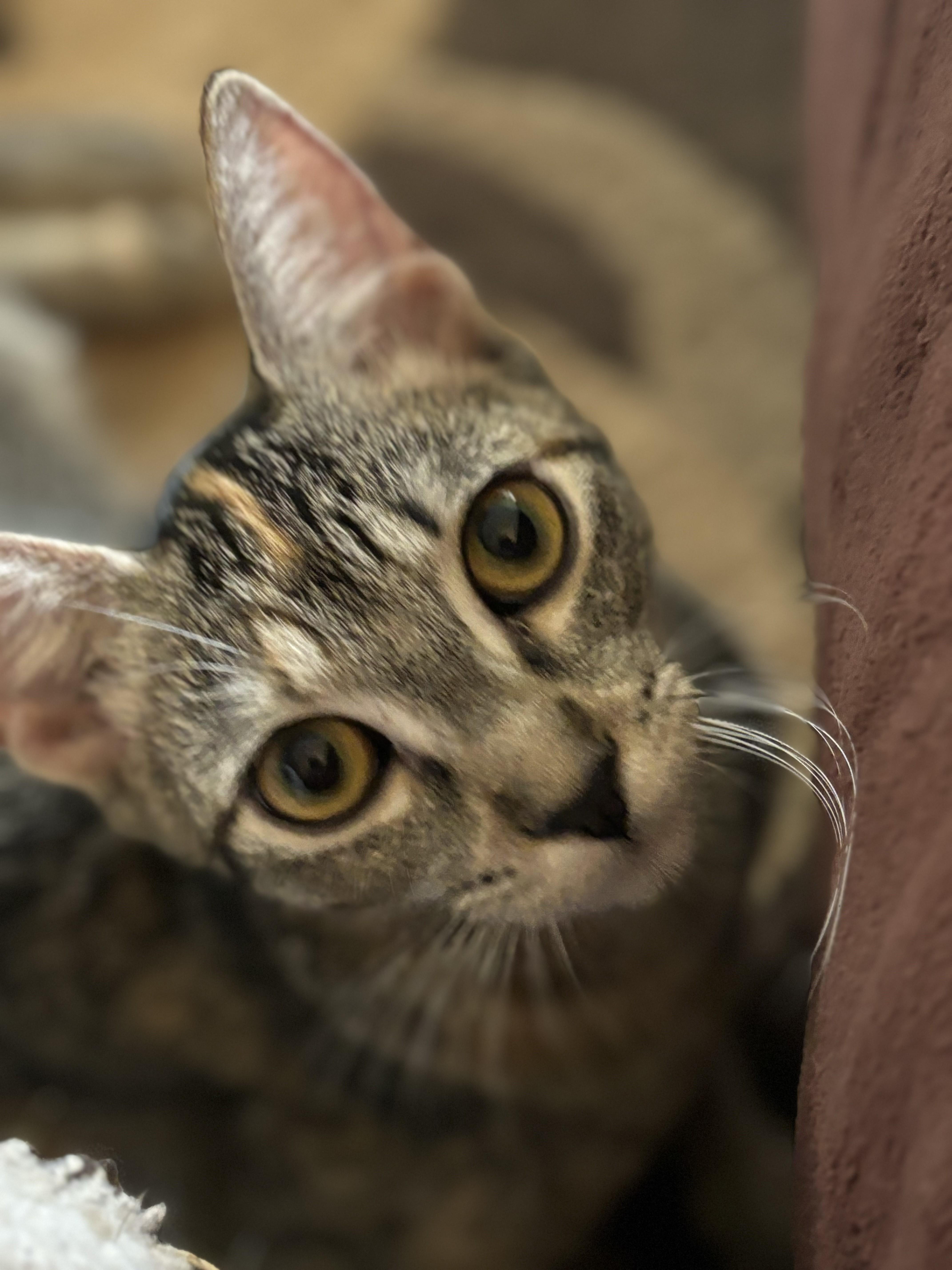 Shy, a Adoptable mixed breed in Tigard, OR image 3/4