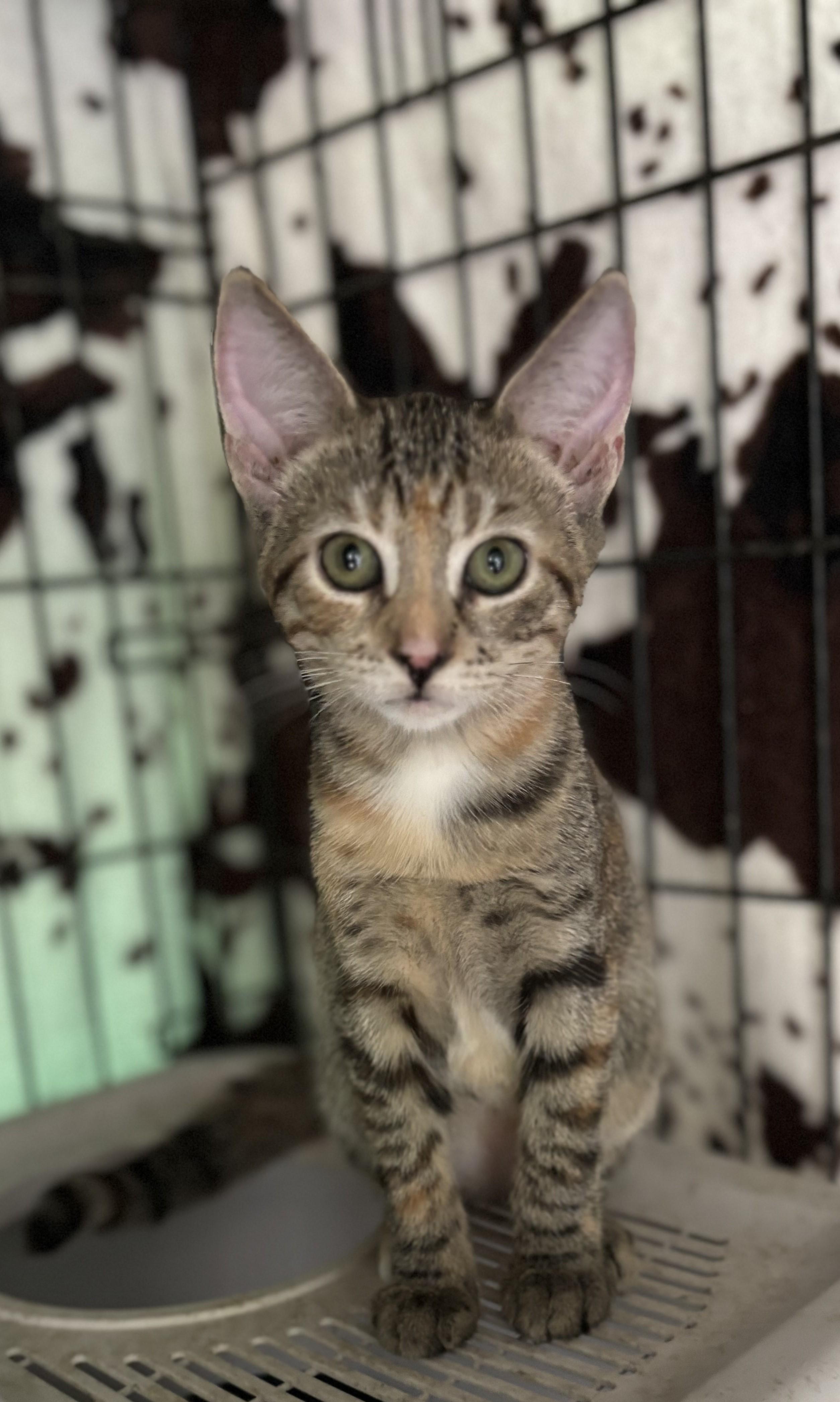 Shy, a Adoptable mixed breed in Tigard, OR image 4/4