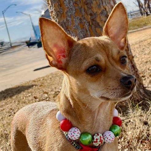Lily, adopted, Young Female Chihuahua.