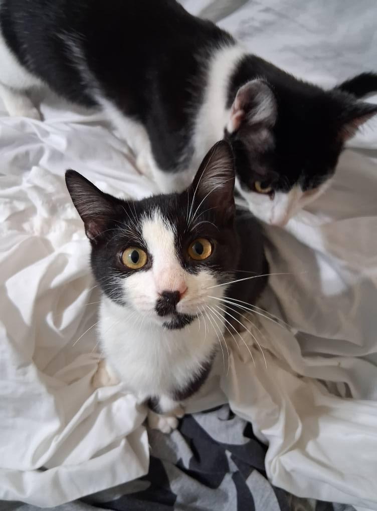 Clooney, Adoptable, Young Male Tuxedo.