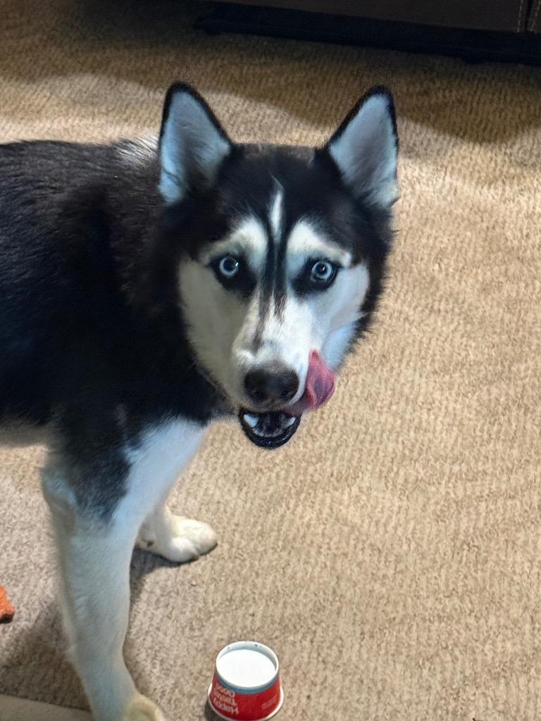 Midnight, Adoptable, Young Male Husky.