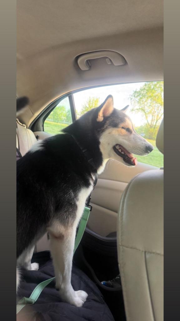 Enlarge Midnight, a Adoptable Husky in Detroit, MI image 2/6