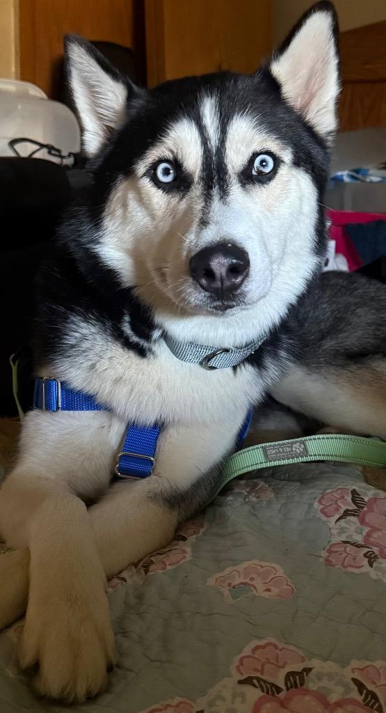 Enlarge Midnight, a Adoptable Husky in Detroit, MI image 5/6