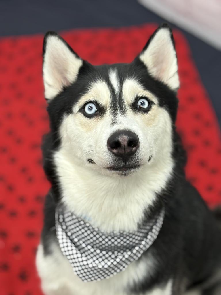 Enlarge Midnight, a Adoptable Husky in Detroit, MI image 6/6