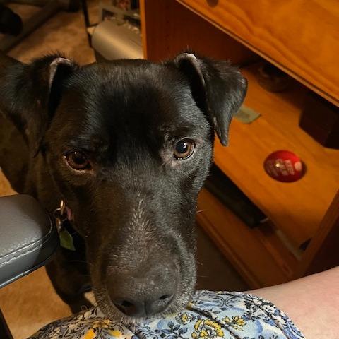 Oreo, Adoptable, Adult Male Mixed Breed.