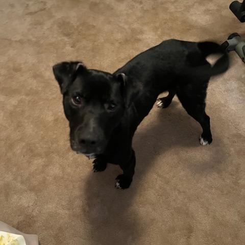 Enlarge Oreo, a Adoptable Mixed Breed in Winston-Salem, NC image 2/6