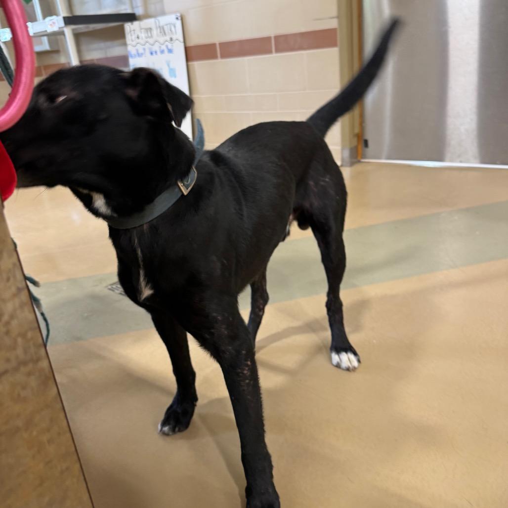 Enlarge Oreo, a Adoptable Mixed Breed in Winston-Salem, NC image 3/6