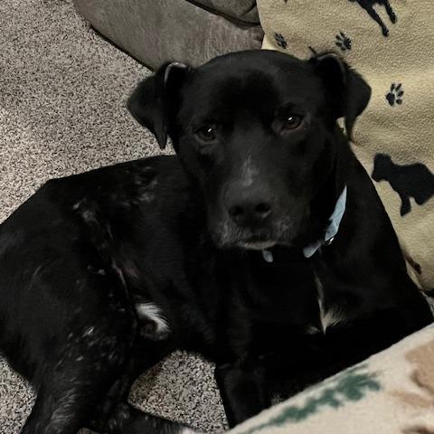 Enlarge Oreo, a Adoptable Mixed Breed in Winston-Salem, NC image 4/6