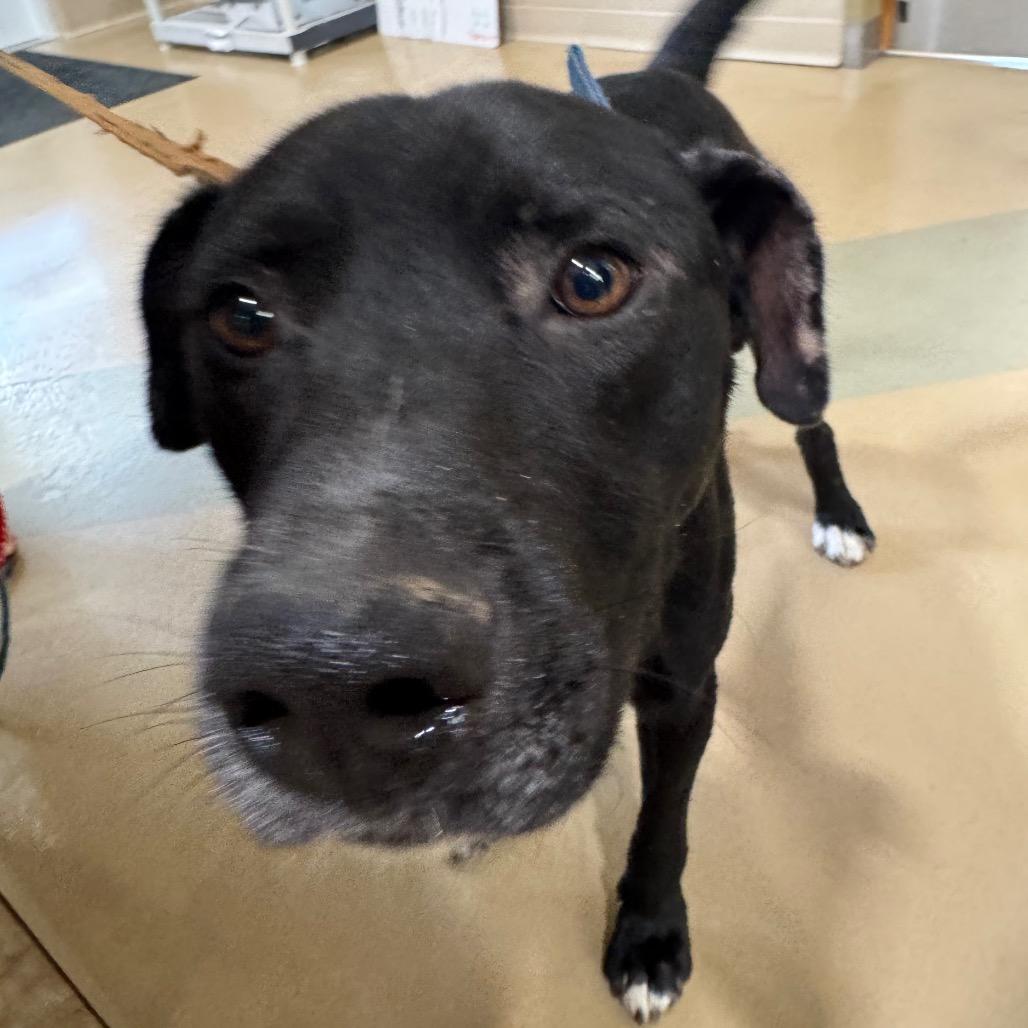 Enlarge Oreo, a Adoptable Mixed Breed in Winston-Salem, NC image 5/6