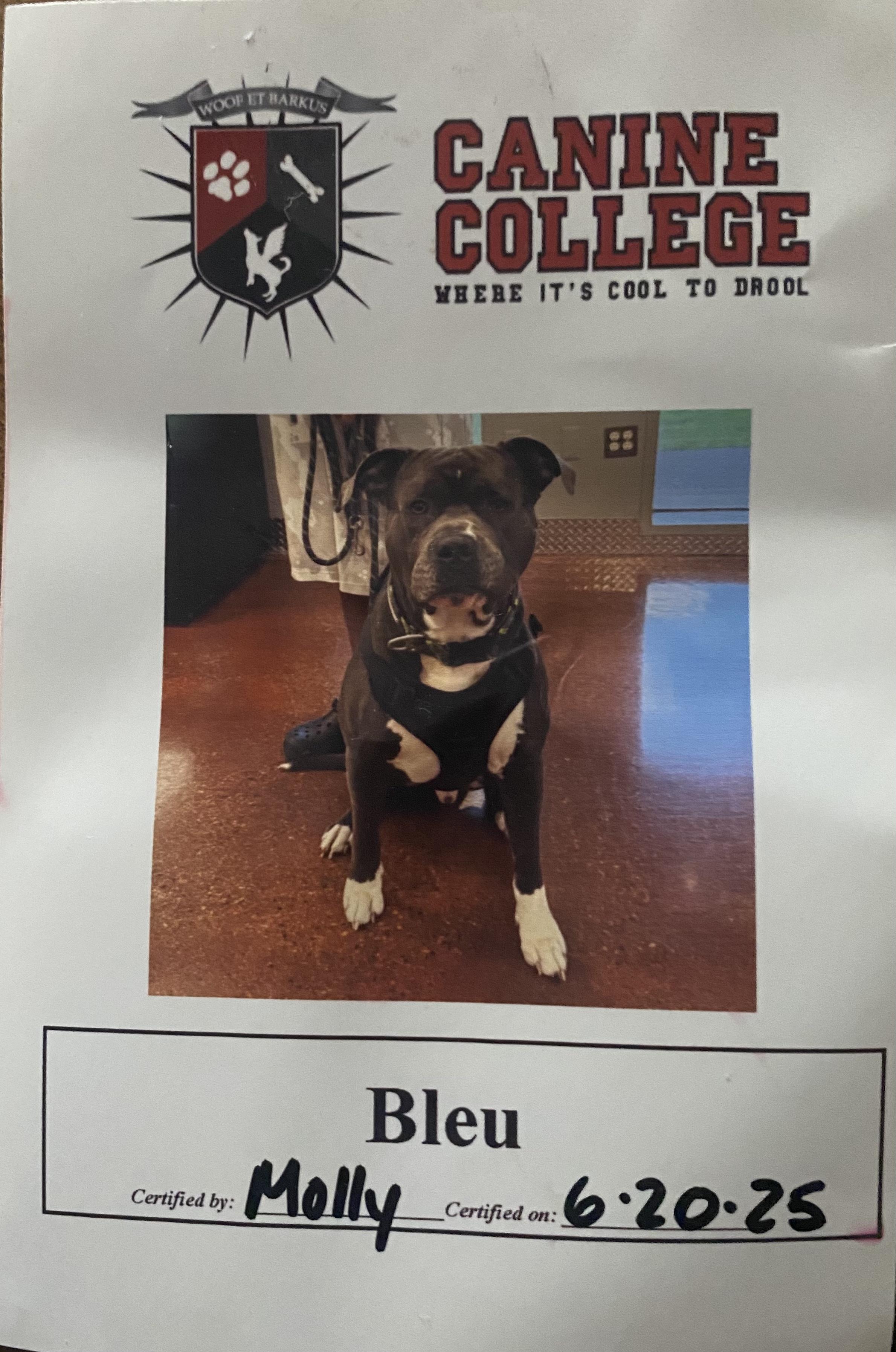 **PLEASE READ FULL DESCRIPTION** Bleu