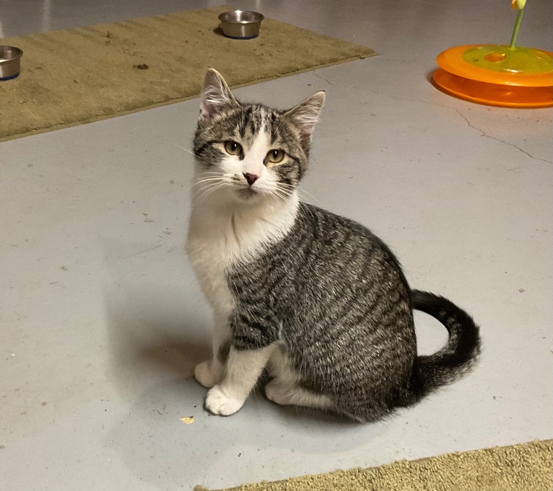 Amber, a Adopted mixed breed in Avonmore, PA image 1/2