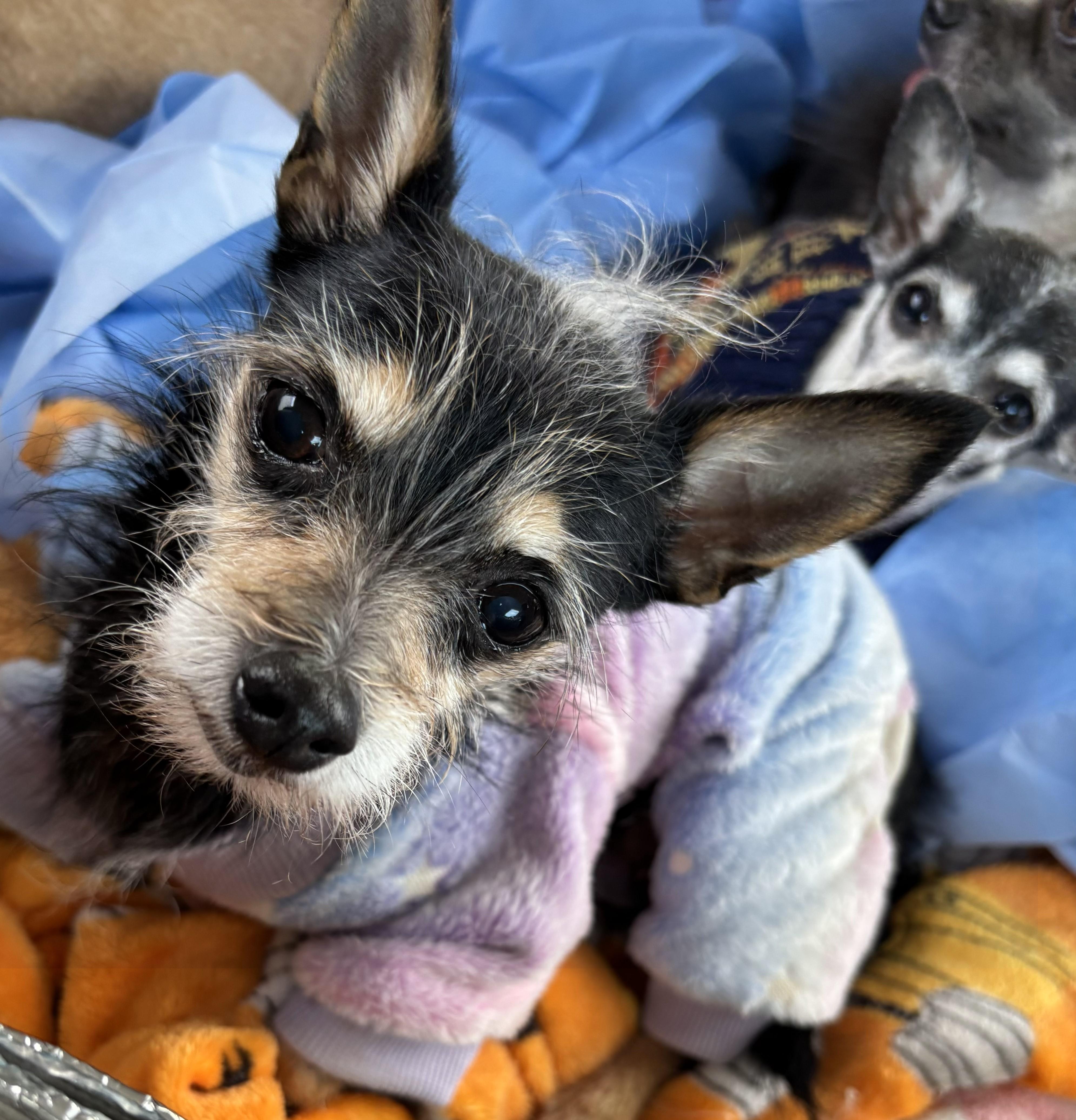 Purdy Pascal, adopted, Adult Female Chihuahua.