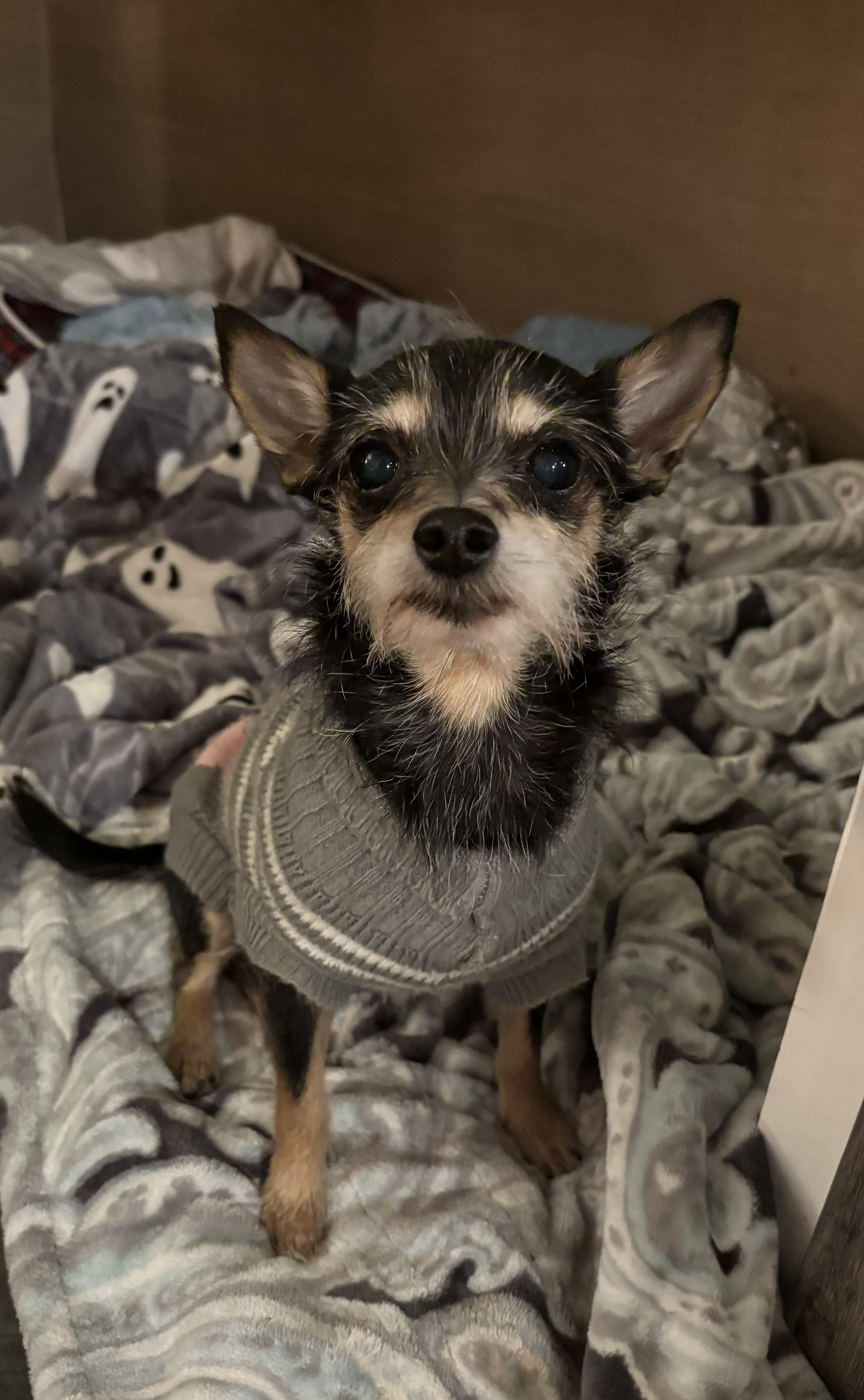 Enlarge Purdy Pascal, an adopted mixed breed in Marysville, OH image 2/4