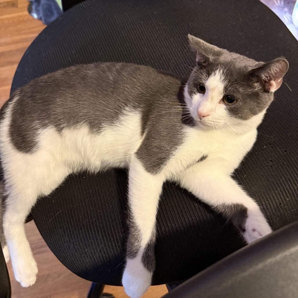 Grumpy/Gage, Adoptable, Kitten Male American Shorthair.