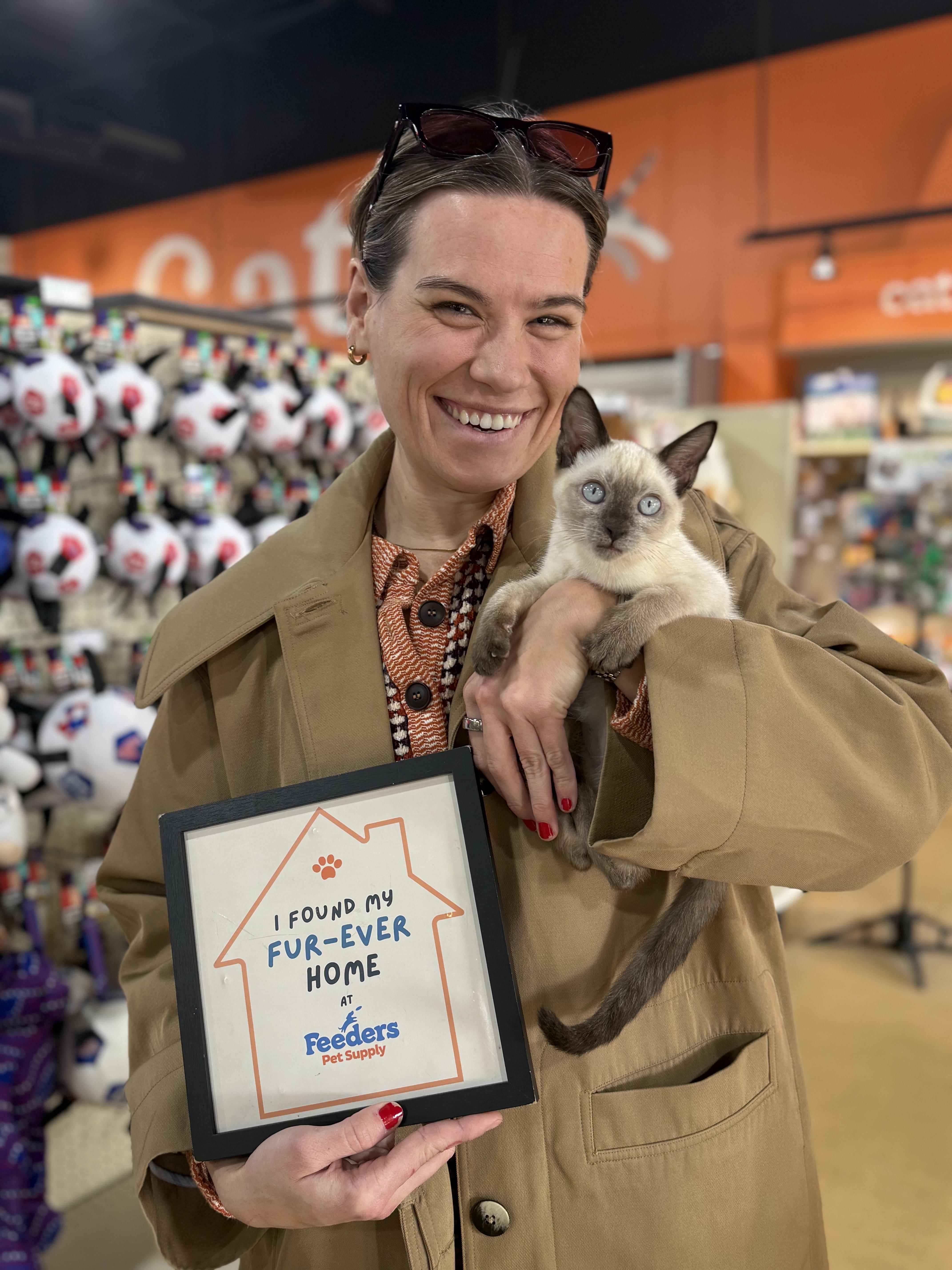 Enlarge Oscar, an adopted Siamese in Louisville, KY image 2/2