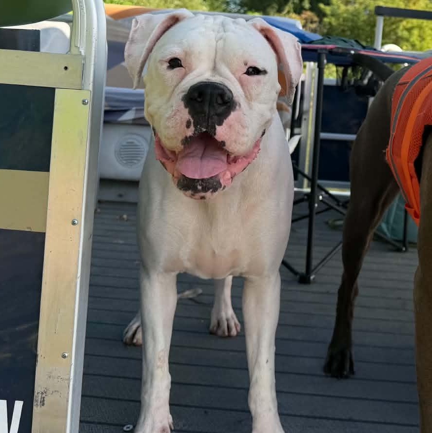 Enlarge Twyla, a Adopted Boxer in Buffalo, NY image 1/6