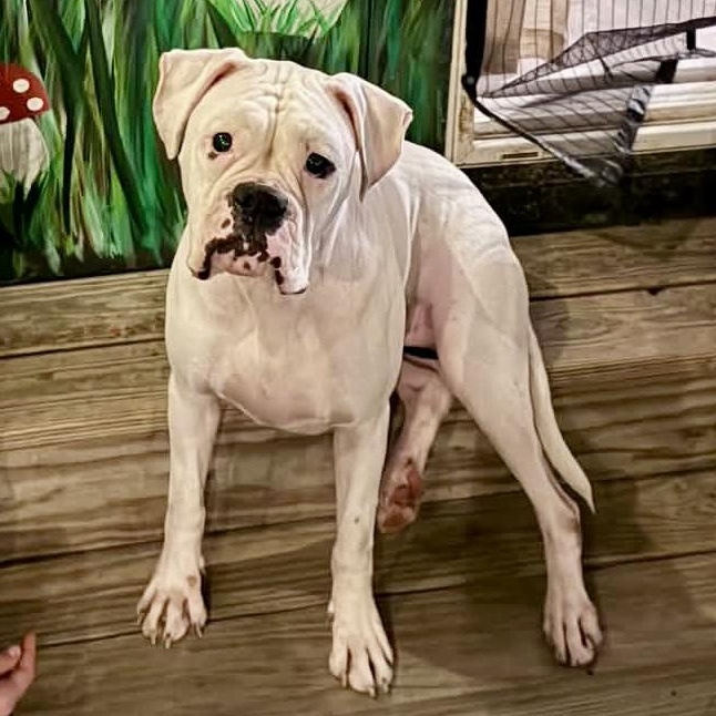 Enlarge Twyla, a Adopted Boxer in Buffalo, NY image 2/6