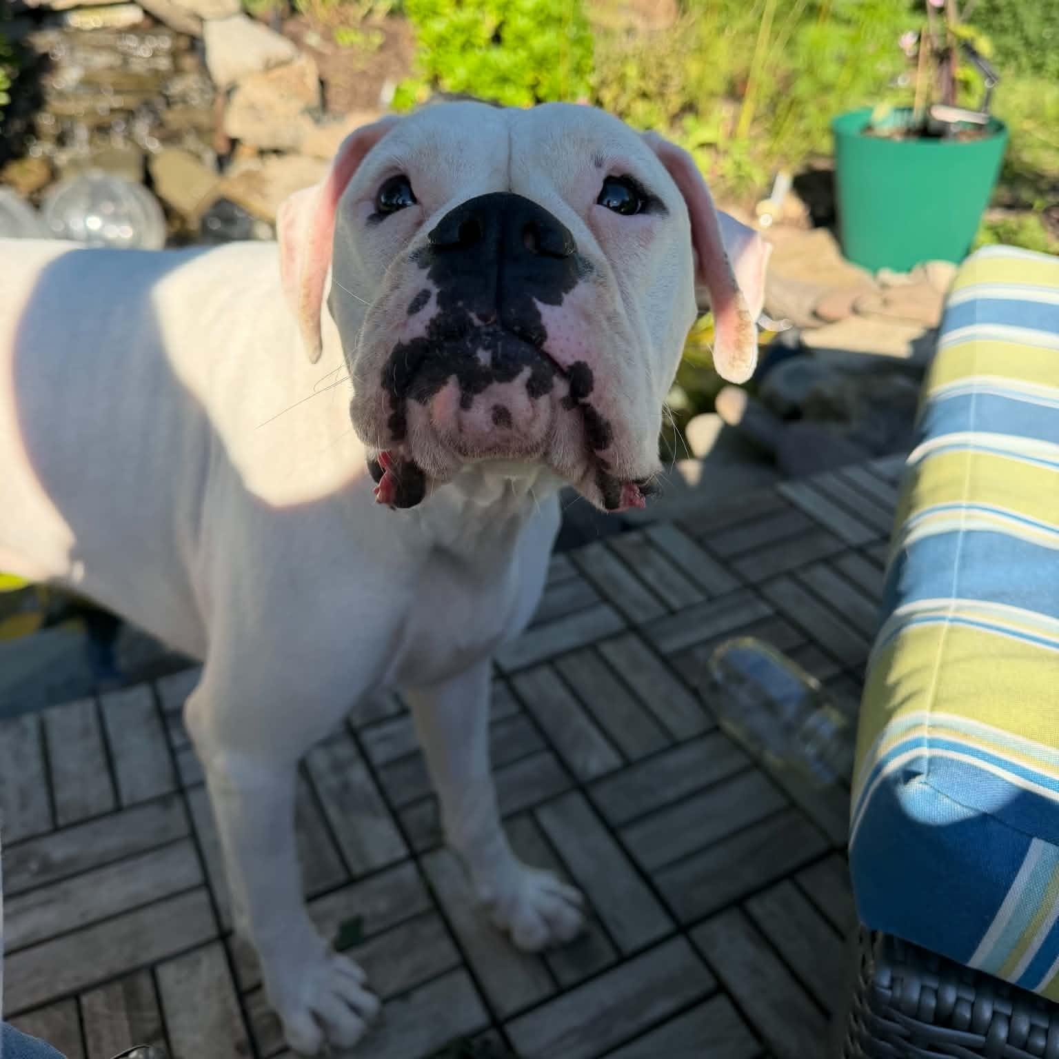 Enlarge Twyla, a Adopted Boxer in Buffalo, NY image 5/6