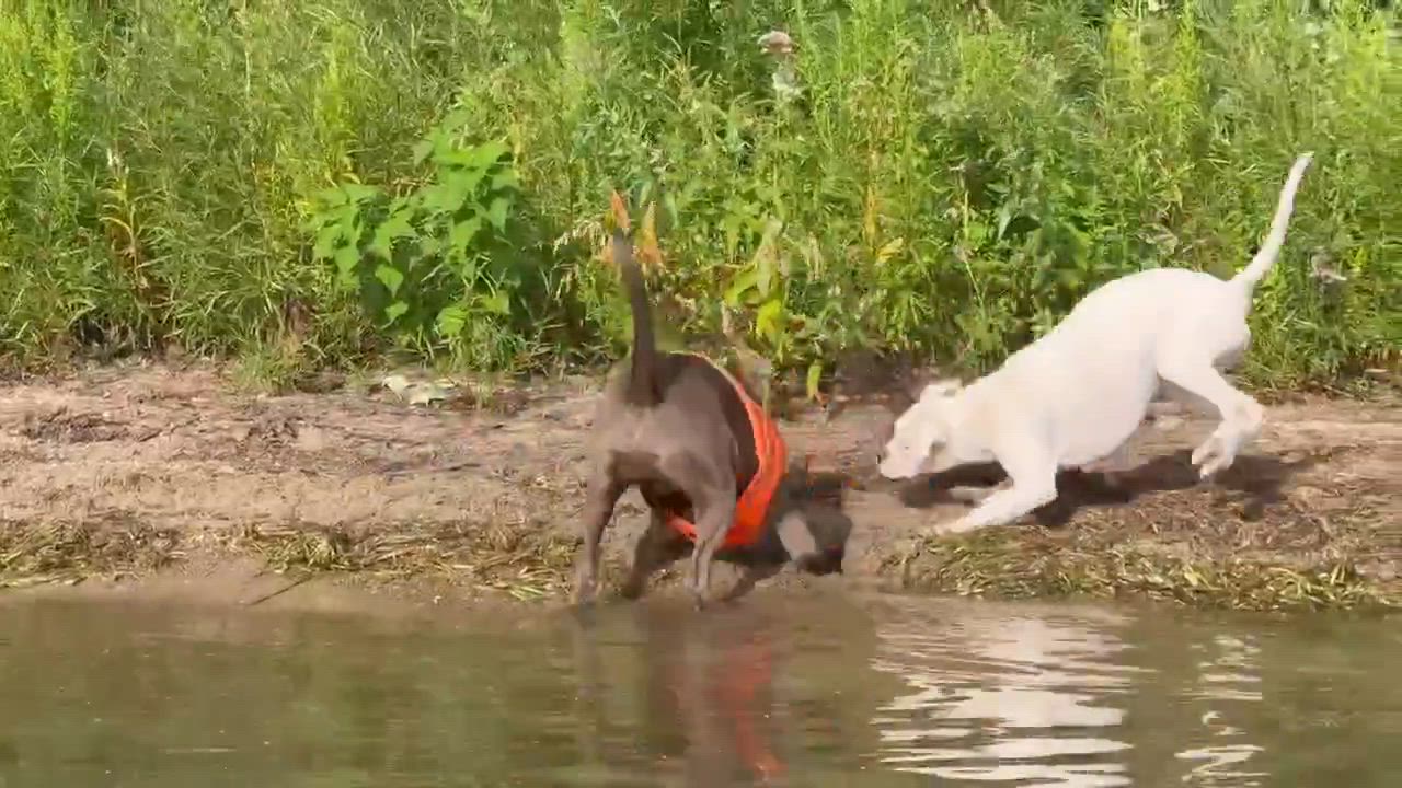 Enlarge Twyla, a Adopted Boxer in Buffalo, NY video 3/6
