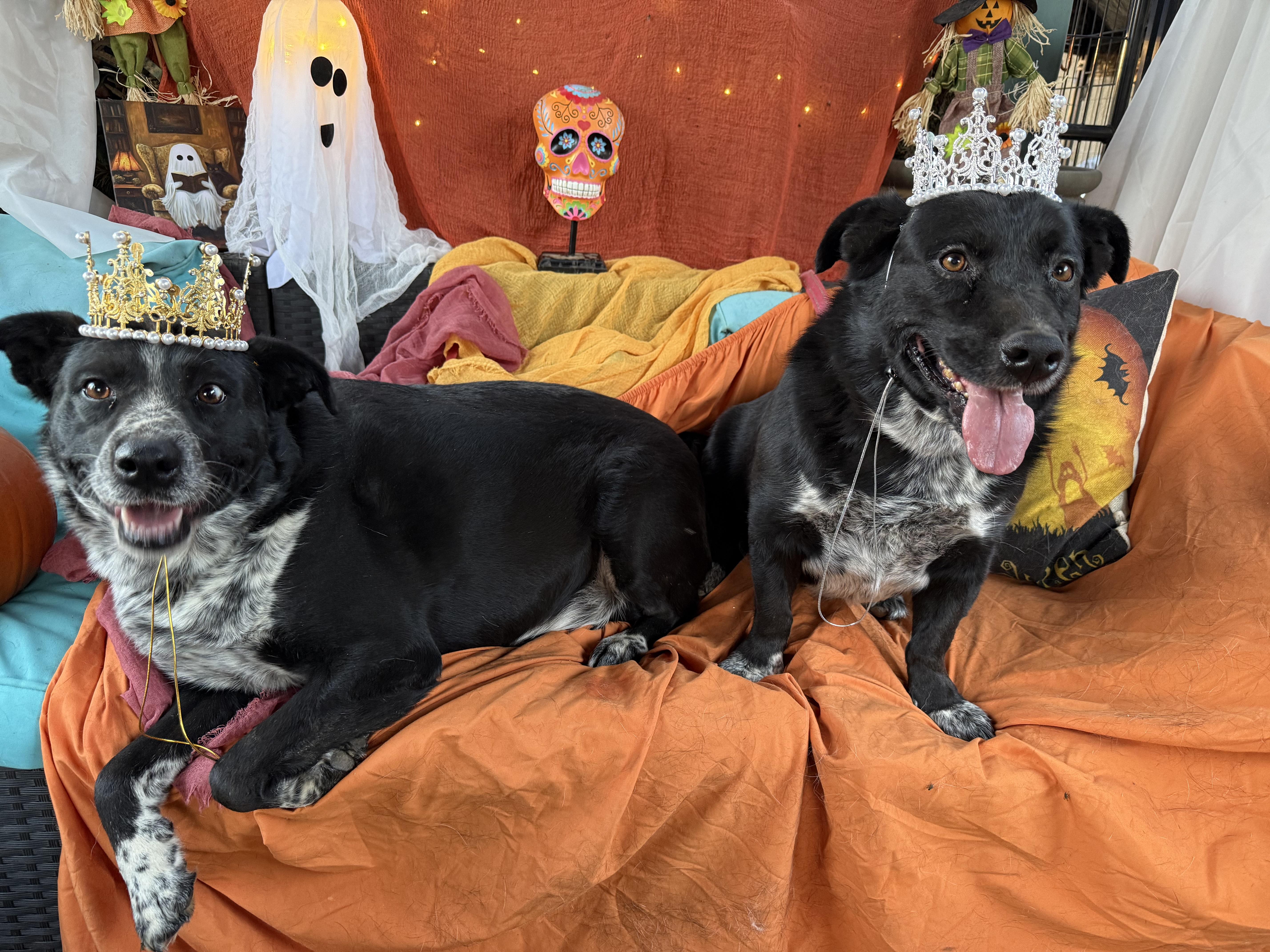 Enlarge Scarlett, absolute sweetheart, mix breed, a Adoptable mixed breed in Acton, CA image 2/6