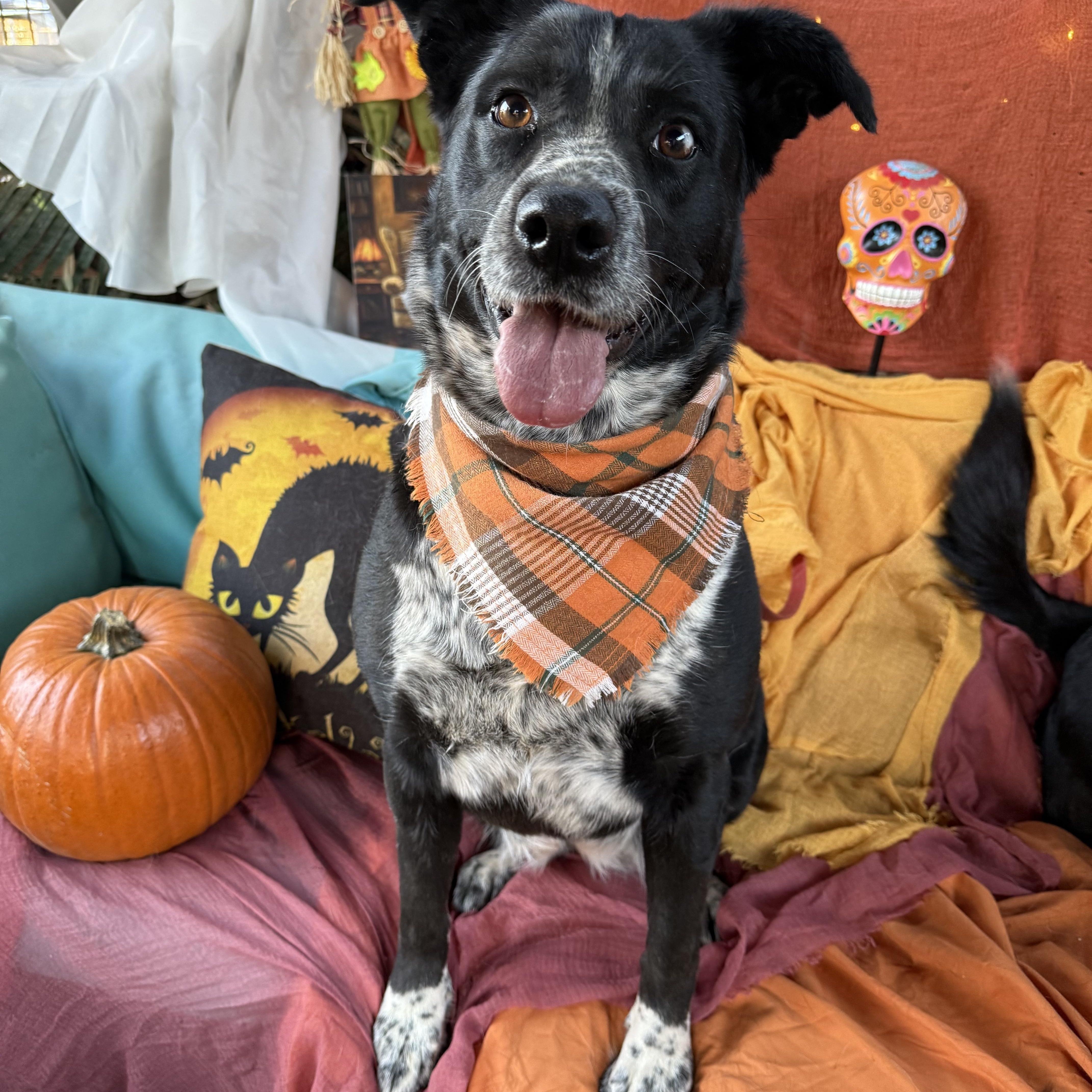 Enlarge Scarlett, absolute sweetheart, mix breed, a Adoptable mixed breed in Acton, CA image 1/6
