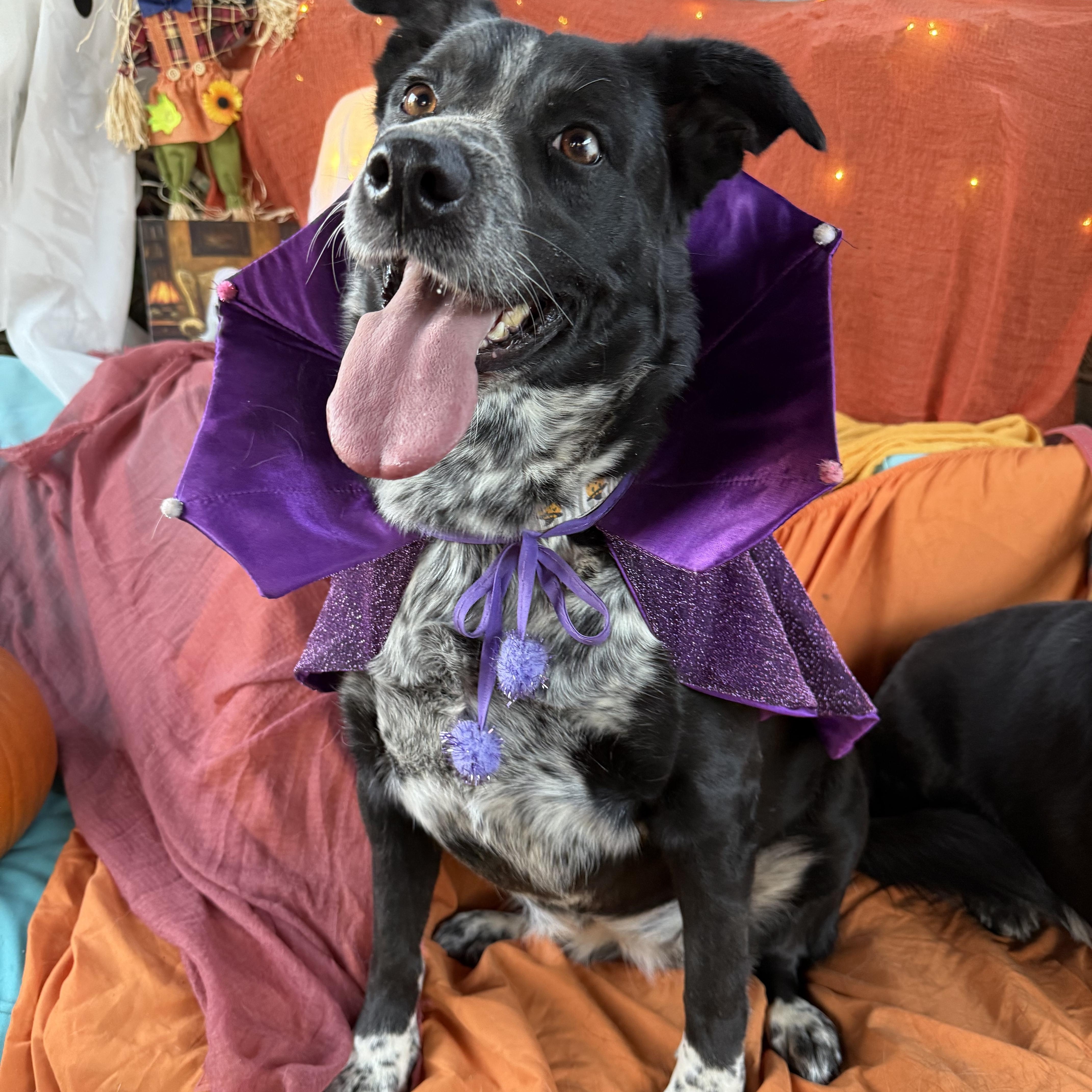 Enlarge Scarlett, absolute sweetheart, mix breed, a Adoptable mixed breed in Acton, CA image 3/6