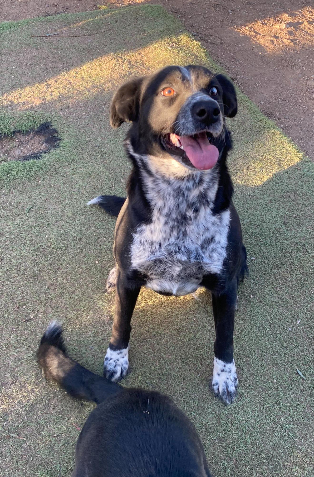 Enlarge Scarlett, absolute sweetheart, mix breed, a Adoptable mixed breed in Acton, CA image 5/6