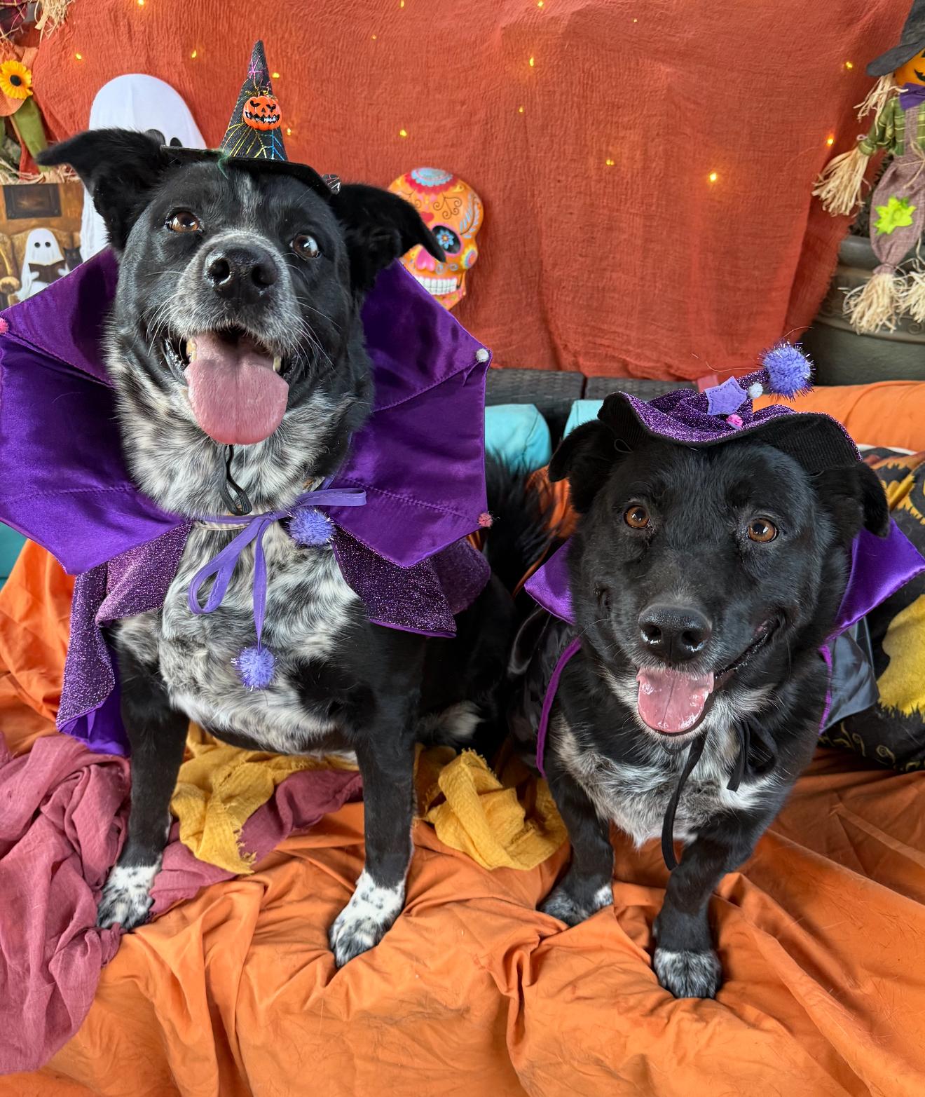 Enlarge Scarlett, absolute sweetheart, mix breed, a Adoptable mixed breed in Acton, CA image 4/6