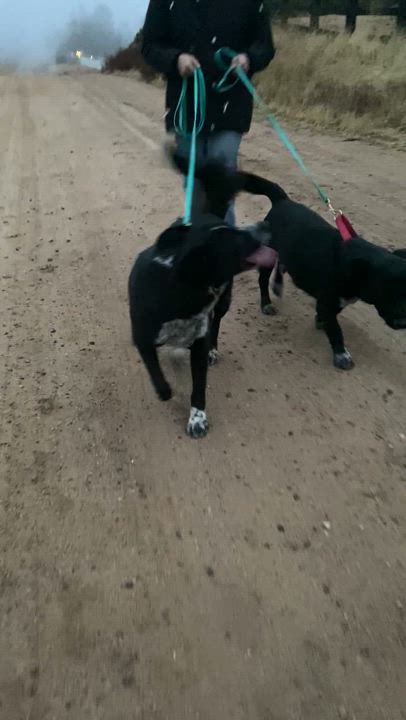 Enlarge Scarlett, absolute sweetheart, mix breed, a Adoptable mixed breed in Acton, CA video 6/6