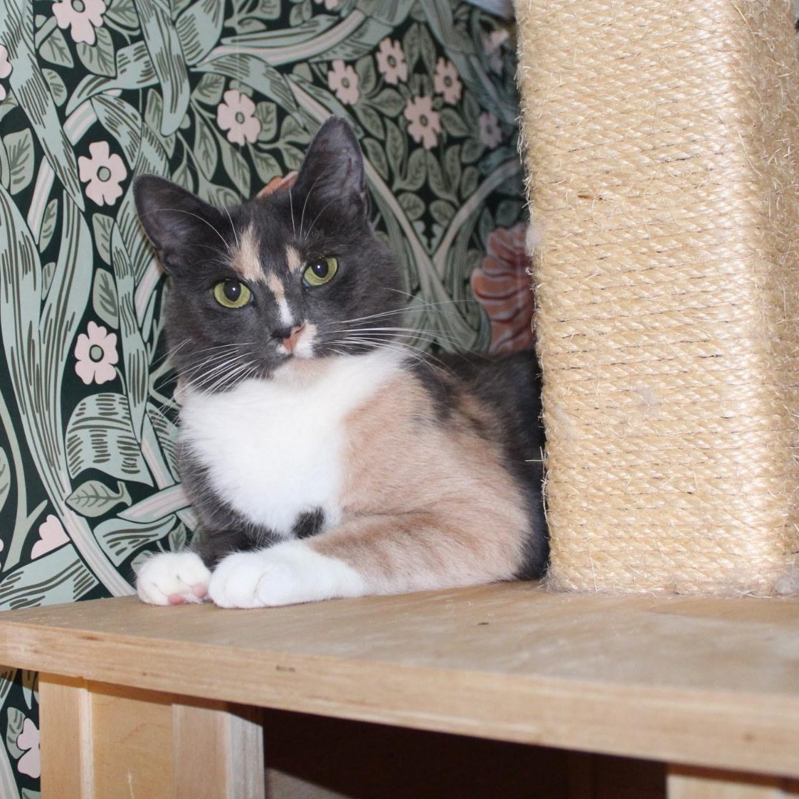 Enlarge MUÑECA, a Adoptable Domestic Short Hair in East Greenwich, RI image 2/5