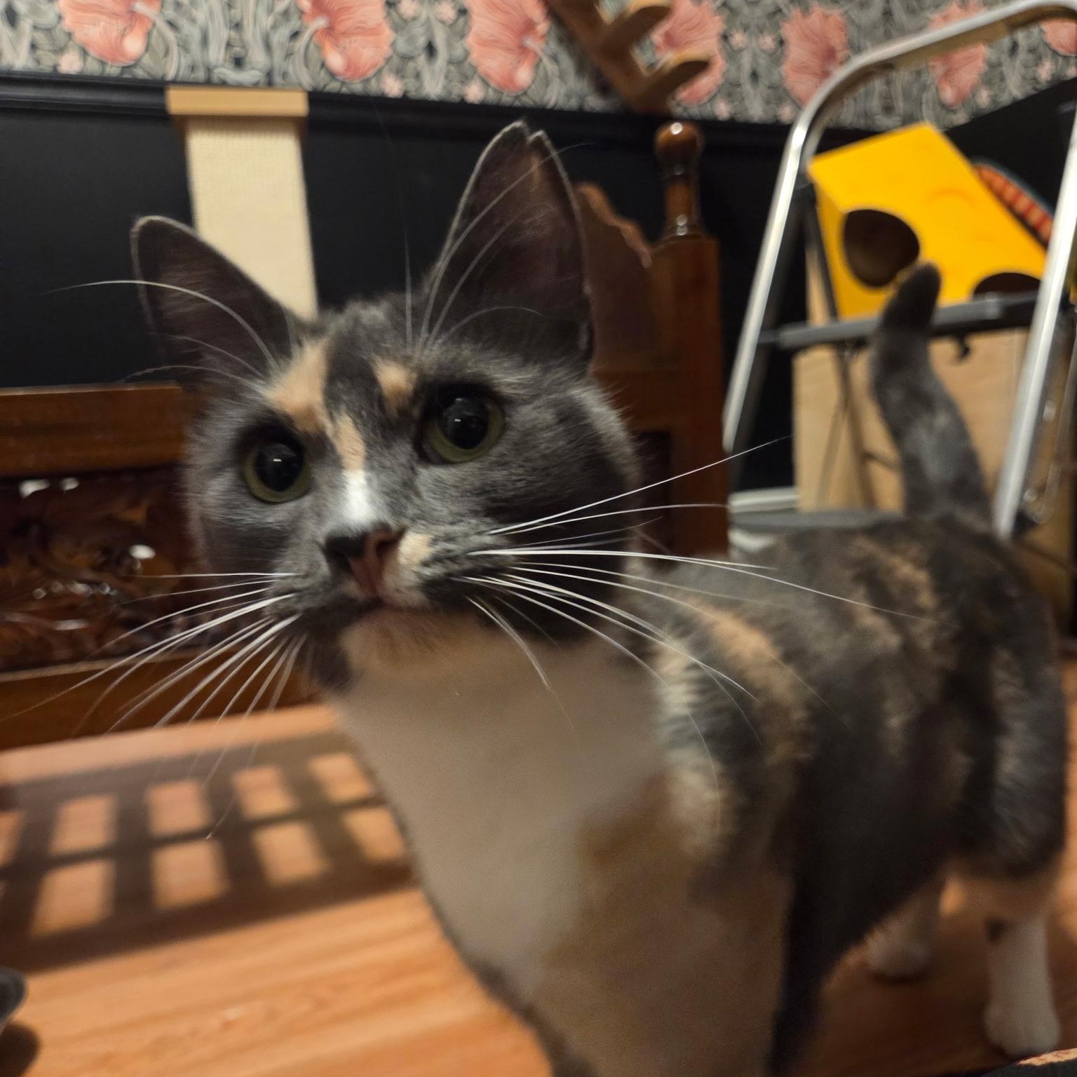 Enlarge MUÑECA, a Adoptable Domestic Short Hair in East Greenwich, RI image 5/5