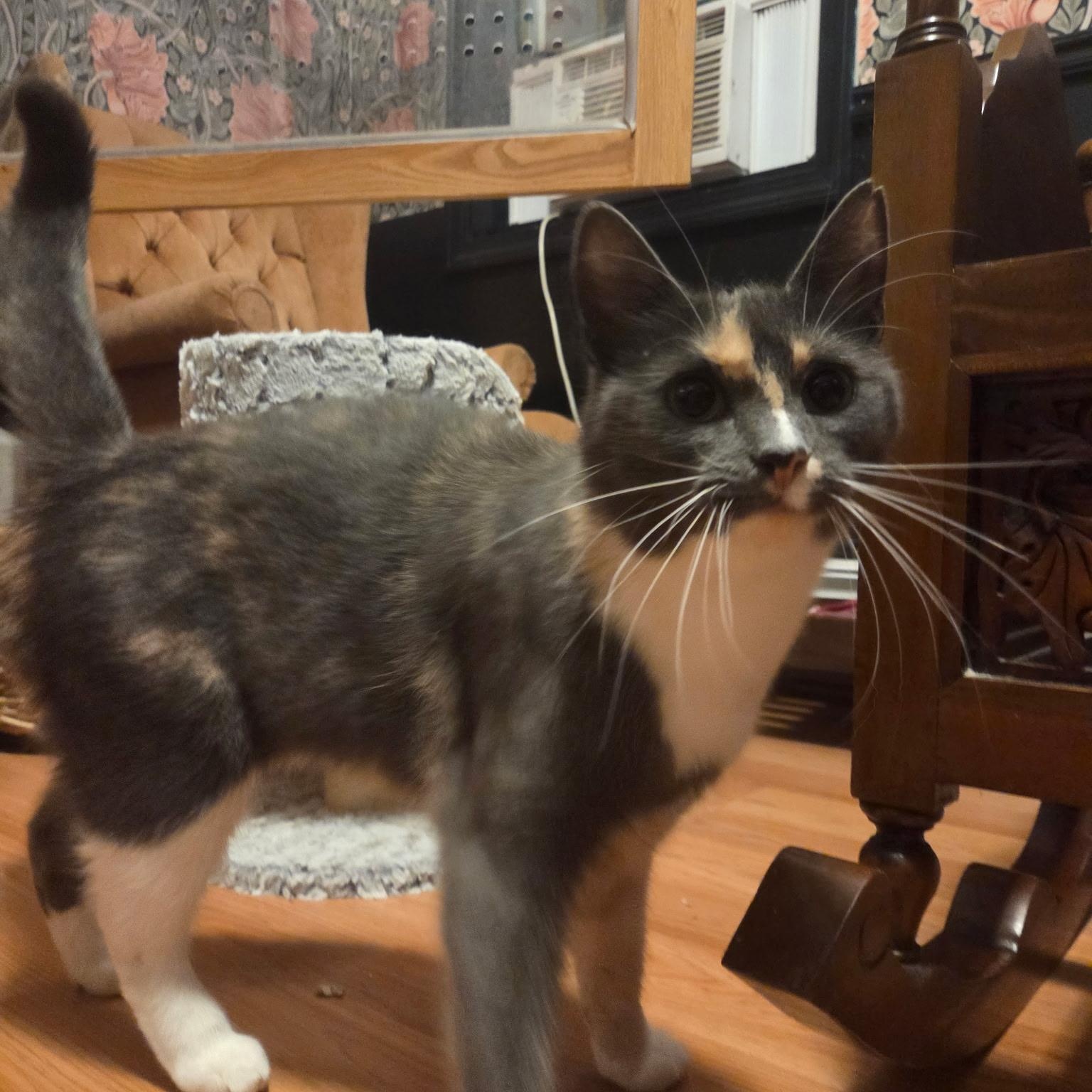 Enlarge MUÑECA, a Adoptable Domestic Short Hair in East Greenwich, RI image 4/5