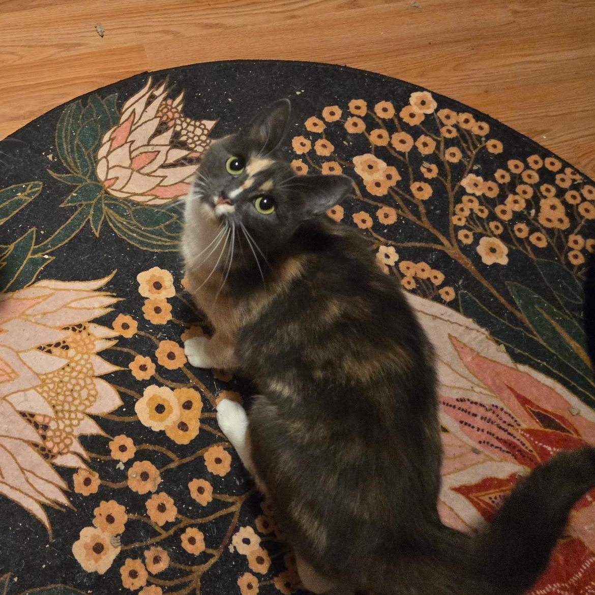 Enlarge MUÑECA, a Adoptable Domestic Short Hair in East Greenwich, RI image 1/5