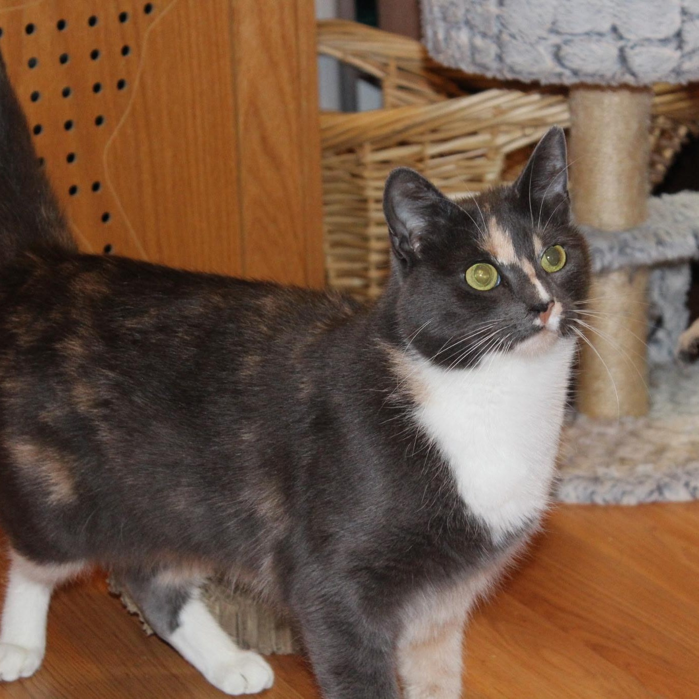 Enlarge MUÑECA, a Adoptable Domestic Short Hair in East Greenwich, RI image 3/5