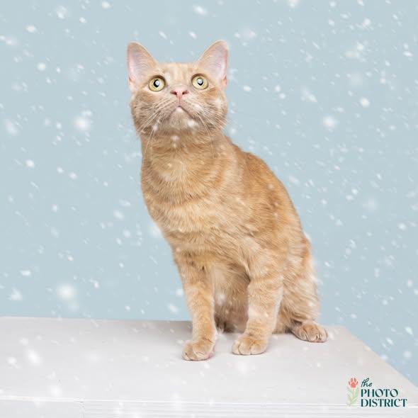 Run, Adoptable, Young Female Domestic Short Hair.