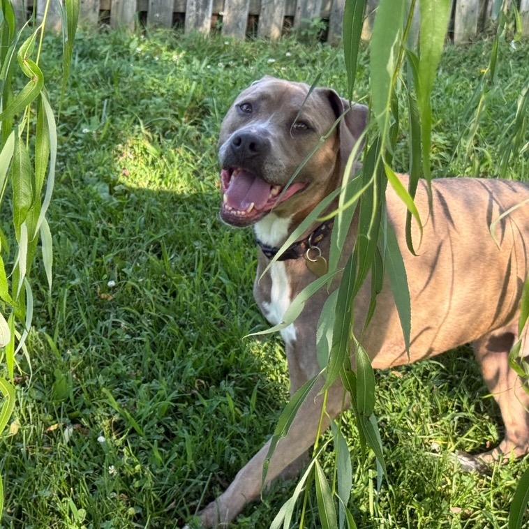 Ramsie — thumbnail 2