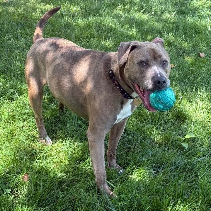 Ramsie — thumbnail 3