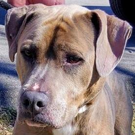 Ramsie — thumbnail 5