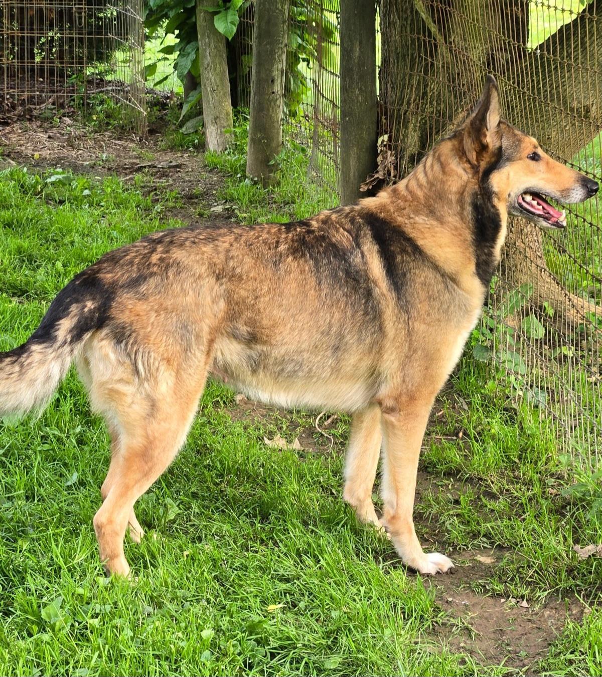 Jessie, a Adoptable mixed breed in Clarksburg, MD image 3/5