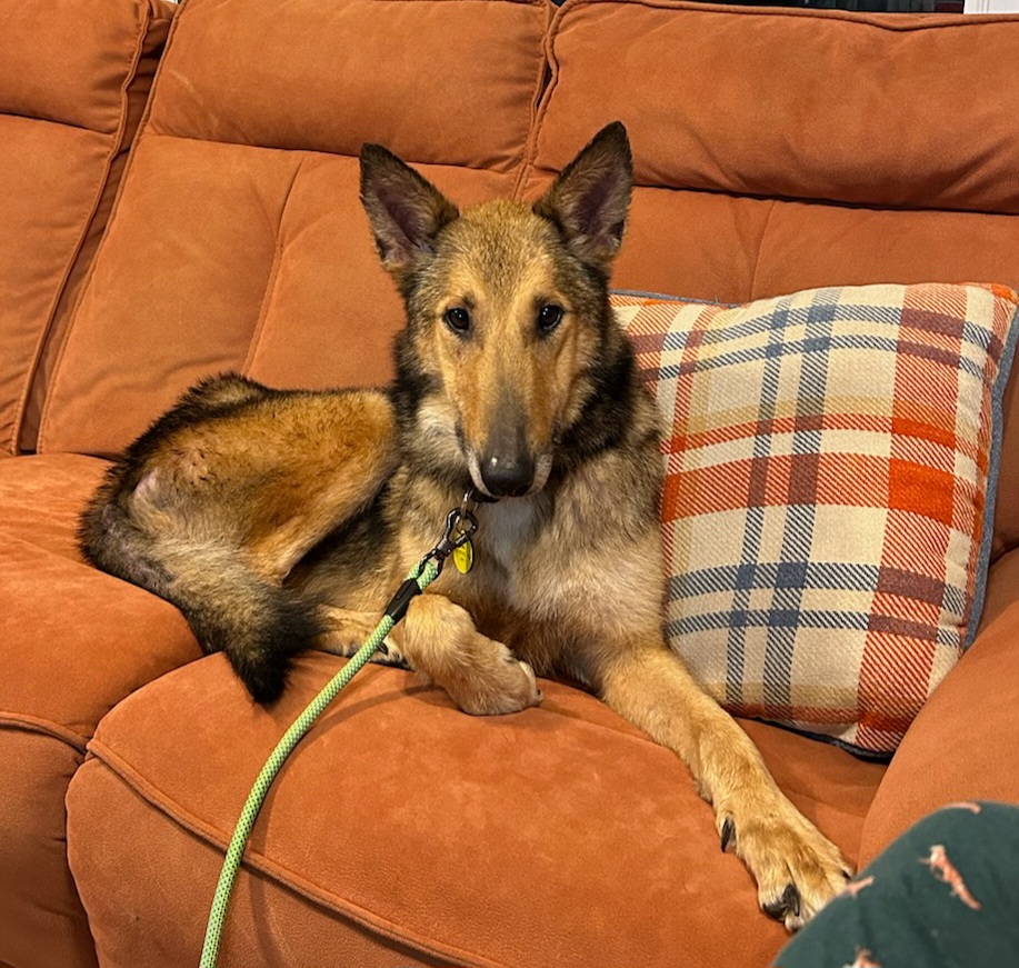 Jessie, a Adoptable mixed breed in Clarksburg, MD image 4/5