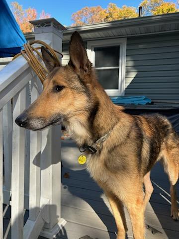 Jessie, Adoptable, Adult Female German Shepherd Dog & Rough Collie.