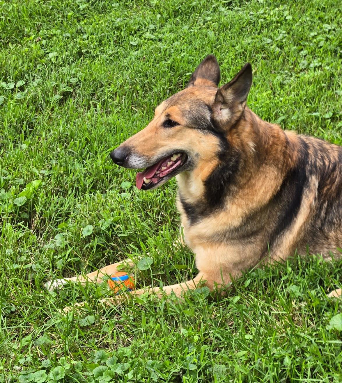 Jessie, a Adoptable mixed breed in Clarksburg, MD image 2/5