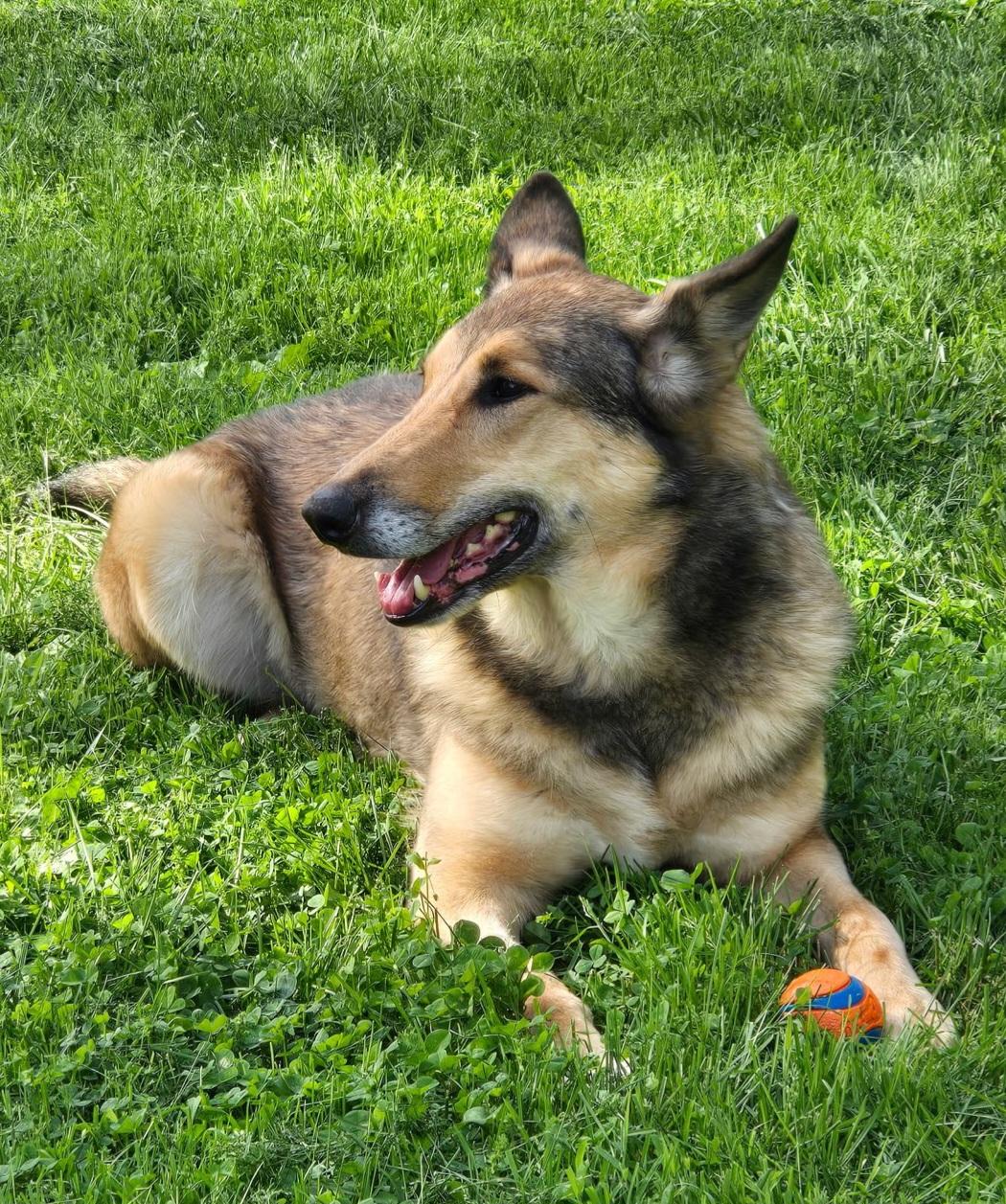 Jessie, a Adoptable mixed breed in Clarksburg, MD image 1/5