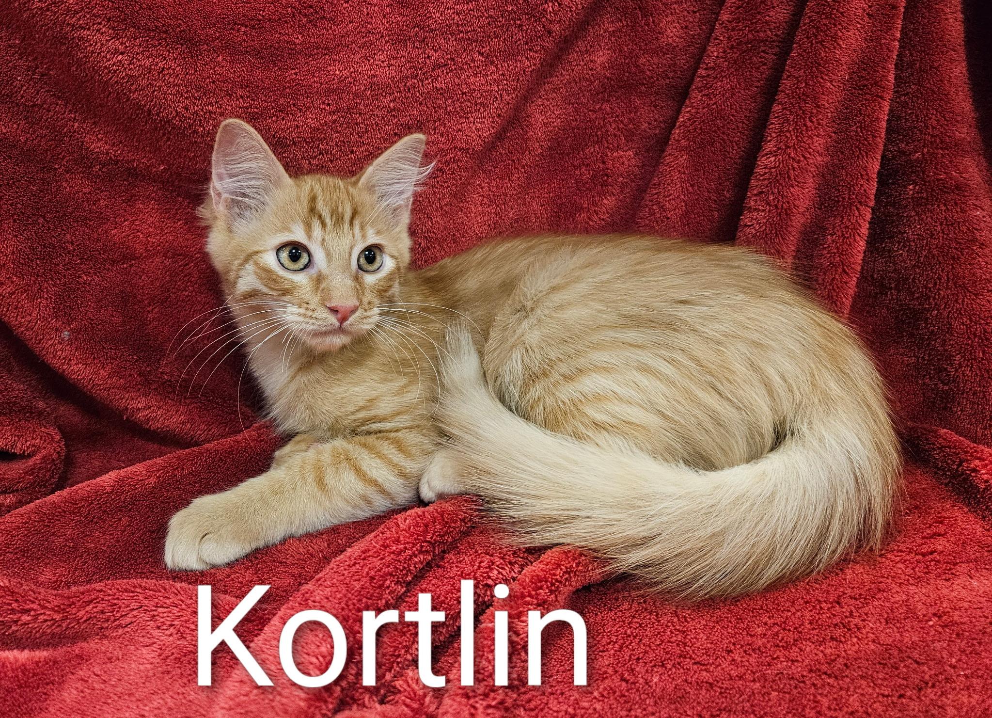 Kortlin - North Conroe Petsmart